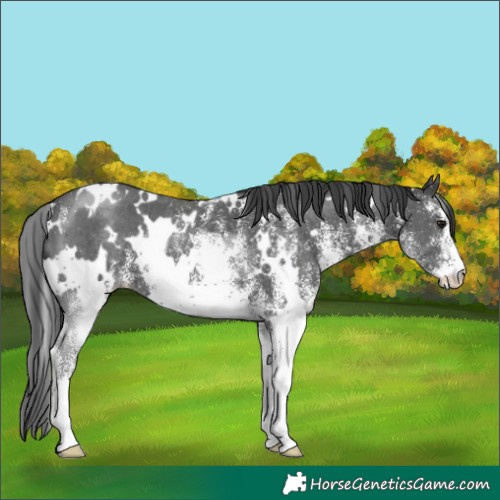Horse Color:White Spotted Black 