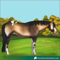 Horse Color:Gray Brown Onyx Varnish 
