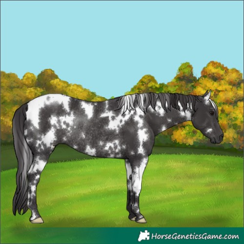 Horse Color:White Spotted Smoky Black Rabicano 