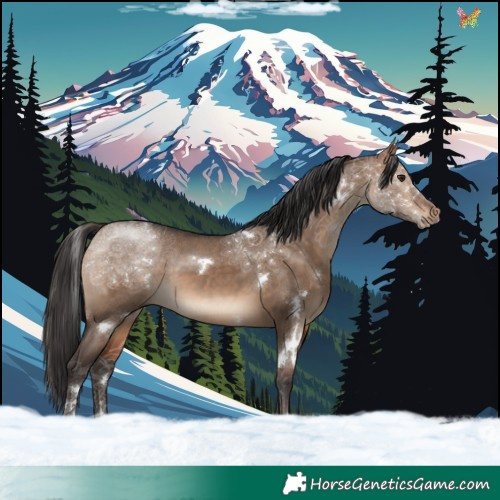 Horse Color:White Spotted Bay Dun Rabicano 