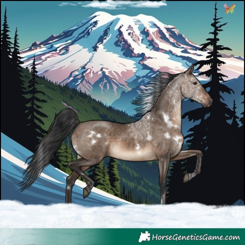 Horse Color:White Spotted Brown Dun Rabicano 