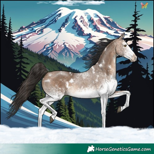 Horse Color:White Spotted Bay Dun Rabicano 