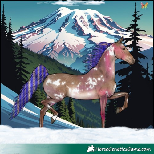 Horse Color:Painted White Spotted Liver Red Dun Rabicano
