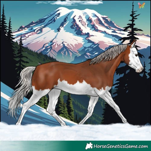 Horse Color:Silver Bay Splash 
