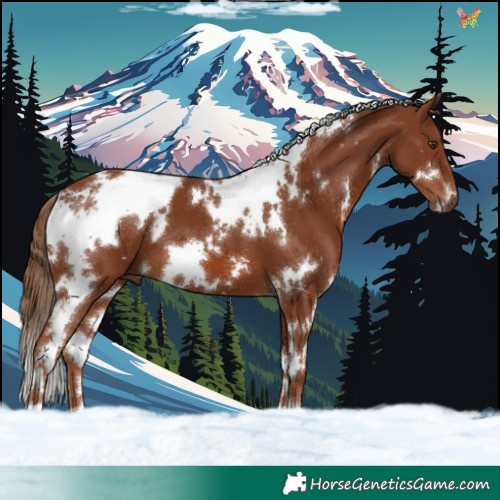 Horse Color:White Spotted Chestnut 