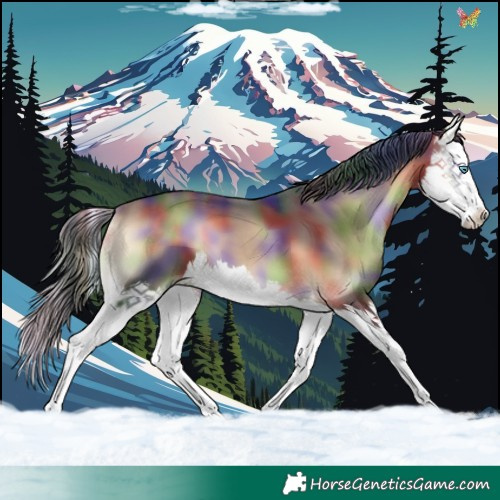 Horse Color:Nacre Bay Onyx Splash