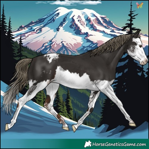 Horse Color:Liver Chestnut Splash Appaloosa 