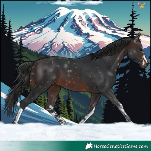 Horse Color:White Spotted Brown 