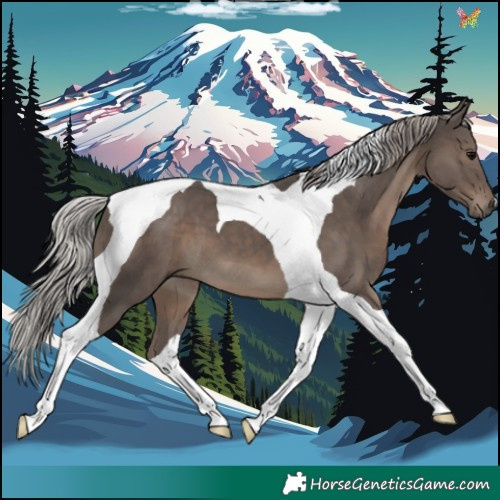 Horse Color:Silver Black Tobiano