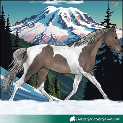Horse Color:Silver Black Tobiano 