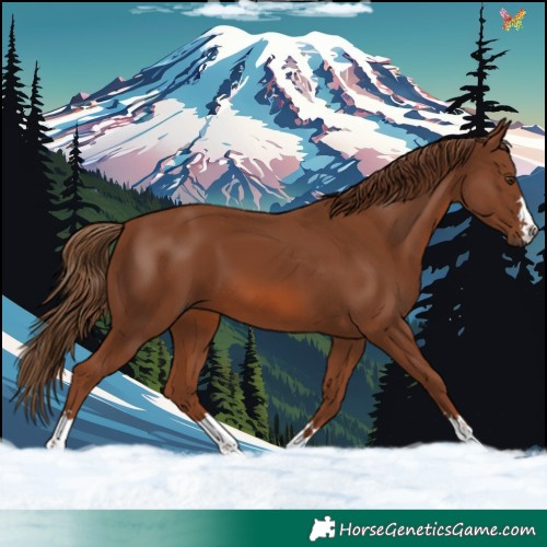 Horse Color:Chestnut 