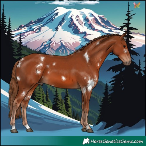 Horse Color:White Spotted Chestnut 