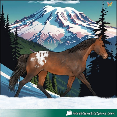 Horse Color:Bay Appaloosa Rabicano