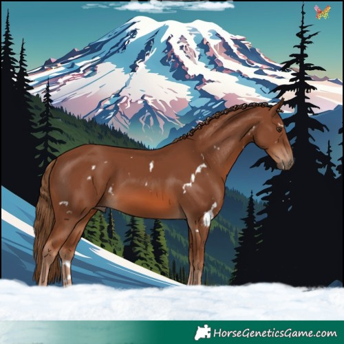 Horse Color:White Spotted Chestnut Rabicano 
