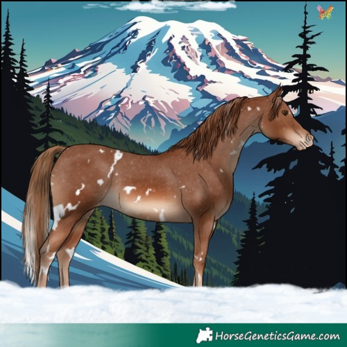 Horse Color:White Spotted Chestnut Appaloosa Rabicano