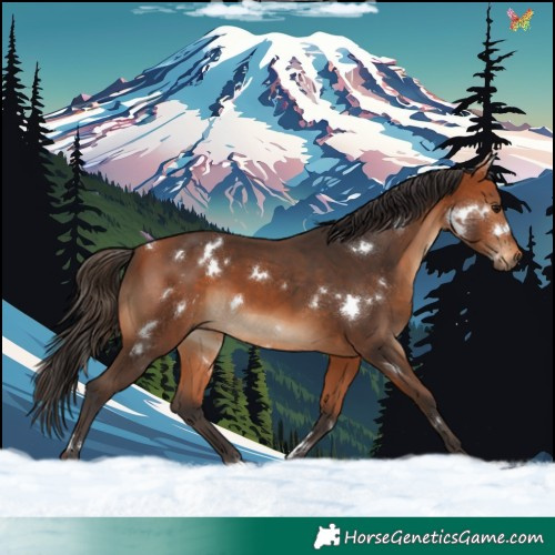 Horse Color:White Spotted Bay