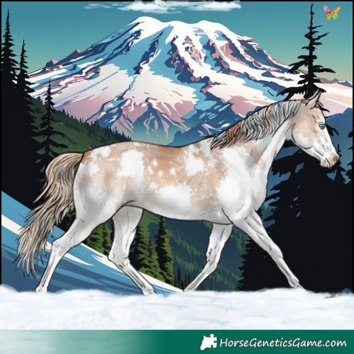 Horse Color:White Spotted Red Dun Splash 