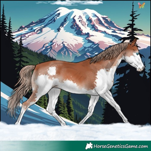 Horse Color:Chestnut Splash 