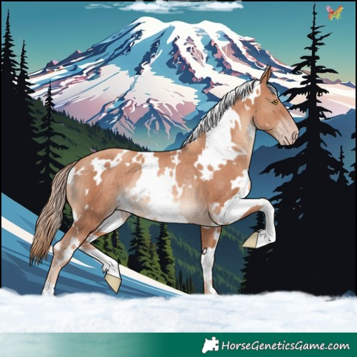 Horse Color:White Spotted Gold Champagne Rabicano