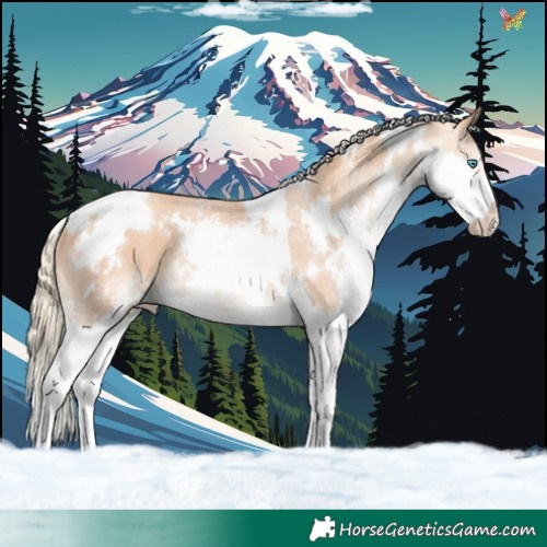 Horse Color:White Spotted Gold Champagne Splash 