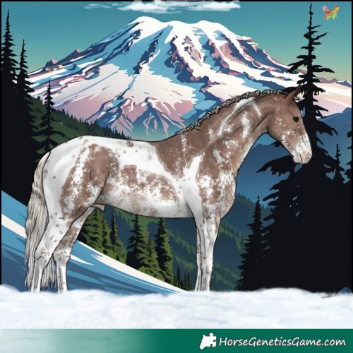 Horse Color:Silver Black Sabino Tobiano Varnish 