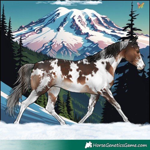 Horse Color:White Spotted Liver Chestnut Sabino 