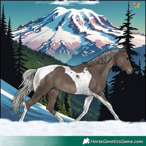 Horse Color:Silver Black Tobiano
