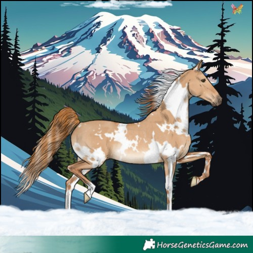 Horse Color:White Spotted Red Dun Rabicano