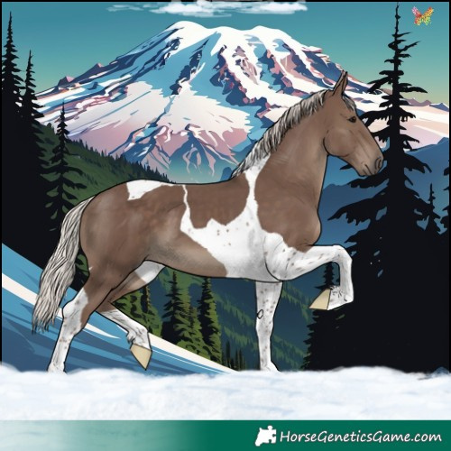 Horse Color:Silver Black Tobiano 