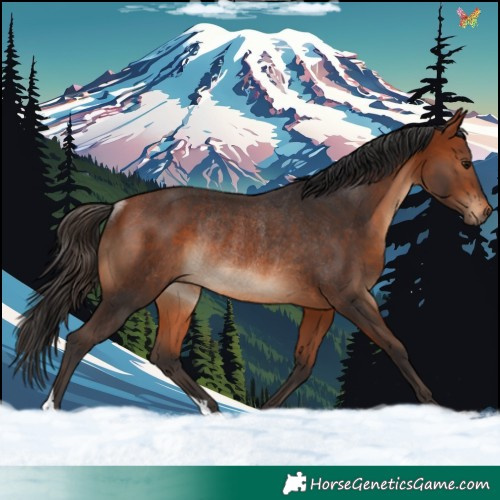 Horse Color:Bay Rabicano 