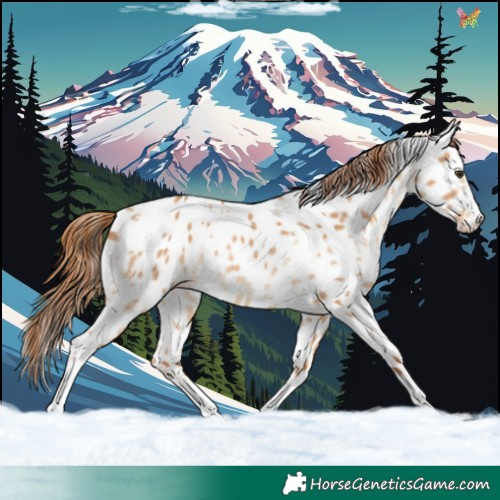 Horse Color:White Spotted Red Dun Appaloosa Rabicano