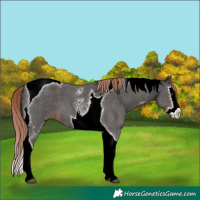 Horse Color:Liver Chestnut Sabino Splash Tobiano 