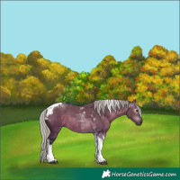 Horse Color:Gray Silver Brown Dun Tobiano 