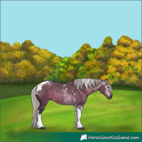 Horse Color:Gray Silver Brown Dun Tobiano