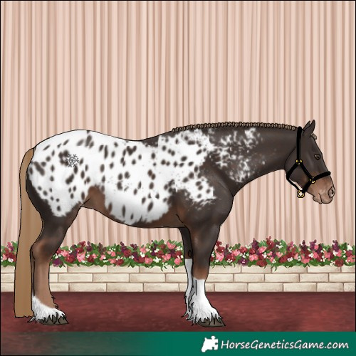 Horse Color:Liver Chestnut Tobiano Appaloosa