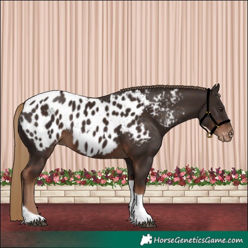 Horse Color:Liver Chestnut Tobiano Appaloosa 