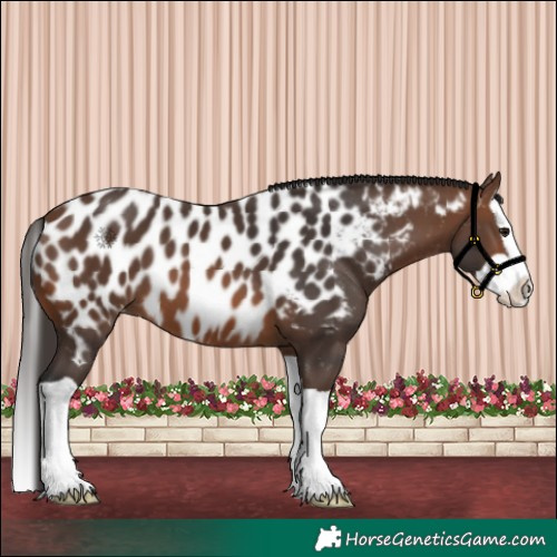 Horse Color:Brown Splash Appaloosa 