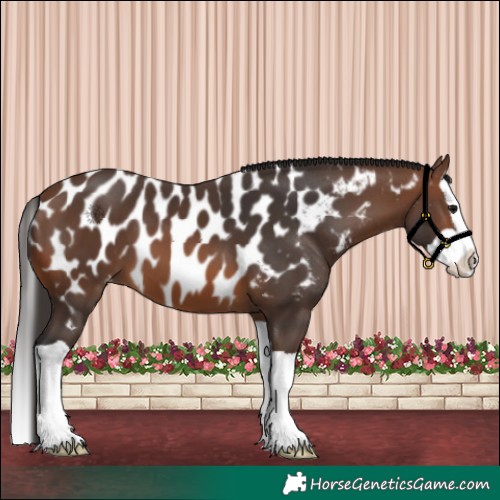 Horse Color:Brown Splash Appaloosa 