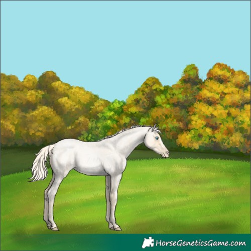 Horse Color:Palomino Roan Pearl  and Palomino Roan Pearl Frame 
