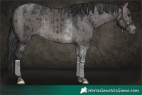 Horse Color:Platinum Brown Dun Tobiano Brindle 