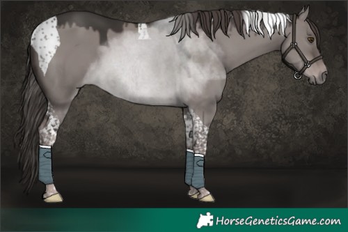 Horse Color:Platinum Liver Red Dun Tobiano
