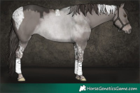 Horse Color:Platinum Liver Red Dun Tobiano
