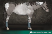 Horse Color:Platinum Liver Red Dun Tobiano 
