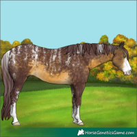 Horse Color:Powder White Chocolate Buckskin