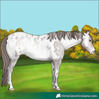 Horse Color:Powder White Platinum Amber Cream Champagne Onyx Appaloosa