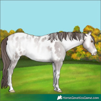 Horse Color:Powder White Platinum Amber Cream Champagne Onyx Appaloosa 