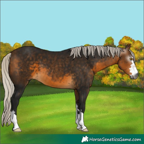 Horse Color:Gray Silver Buckskin 