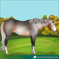 Horse Color:Gray Silver Buckskin