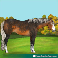 Horse Color:Gray Silver Buckskin 