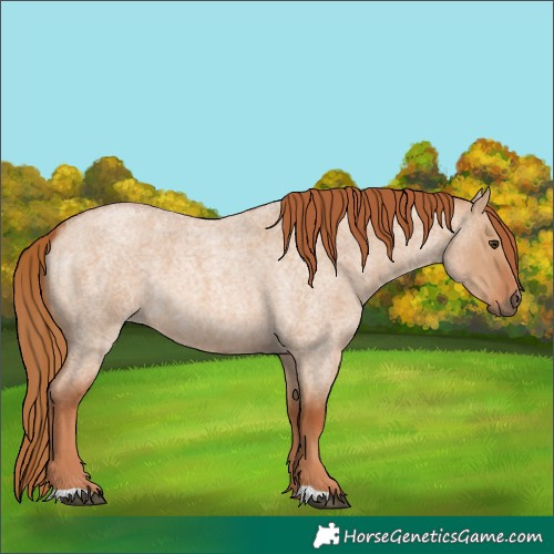 Horse Color:Red Dun Roan 